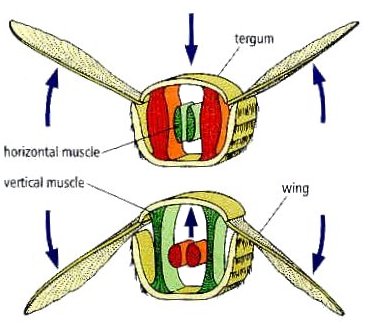 wing muscles