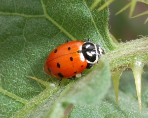 coccinellid0602