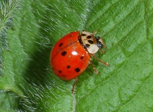 coccinellid8584