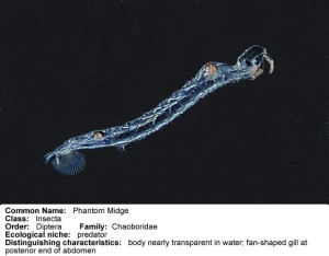 lab_aquatic_image_17_chaoboridae