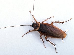 lab_internal_roach0058786