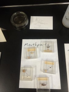 lab_practical_review_mouthparts