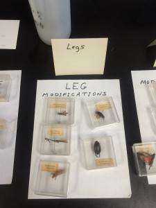 lab_practical_review_legs