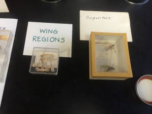 lab_practical_review_wing_regions