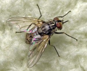 stablefly