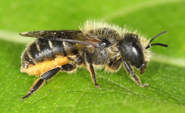 Megachilidae: Carder Bees (Anthidium spp.), Hortsense