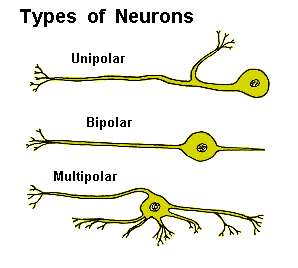 association neuron diagram