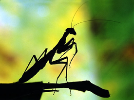 Mantid