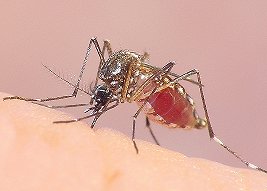 Aedes aegypti