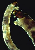 Belgica larvae