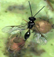 parasitic wasp