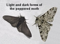 peppered_moths