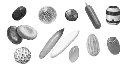 eggs