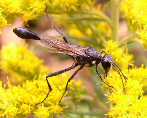 Hymenoptera_Sphecidae_Sand wasp