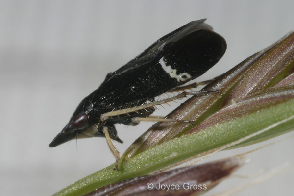 Homoptera_Cicadellidae_Leafhopper