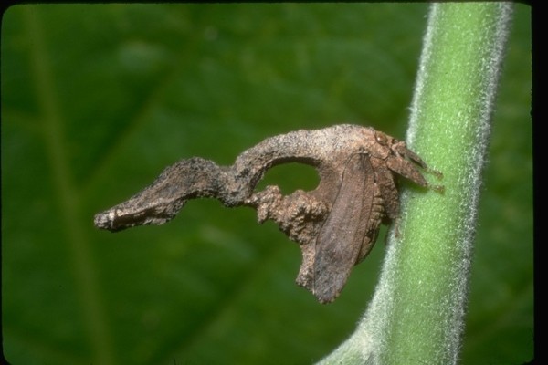 Hemiptera_Membracidae_Treehopper