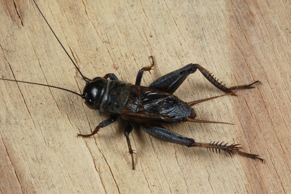 Orthoptera_Gryllidae_House cricket