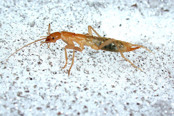 Grylloblattodea_Grylloblattidae_Rock crawler