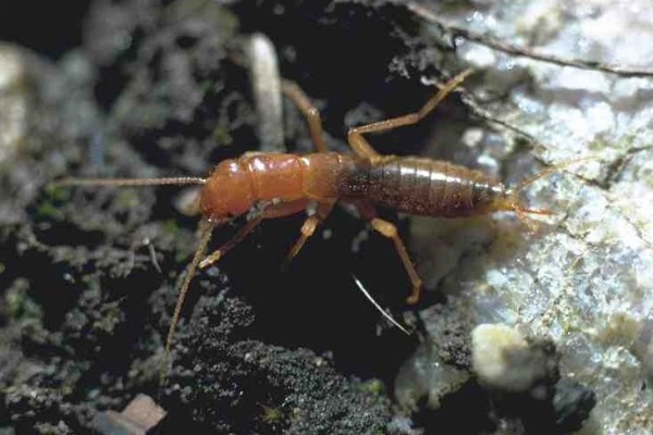 Grylloblattodea_Grylloblattidae_Rock crawler