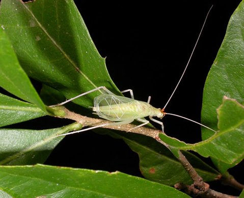 Orthoptera_Gryllidae_Tree cricket