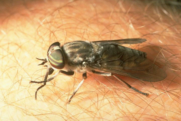 Diptera_Tabanidae_Horse fly adult female