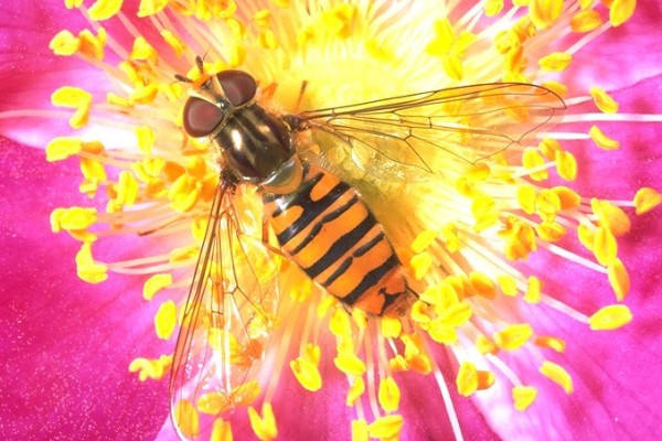 Diptera_Syrphidae_Hoverfly