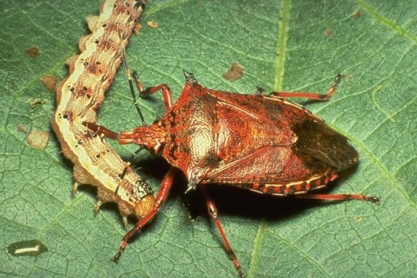 Hemiptera_Pentatomidae_Brown stink bug