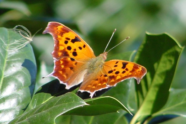 Lepidoptera_Nymphalidae_Question mark butterfly