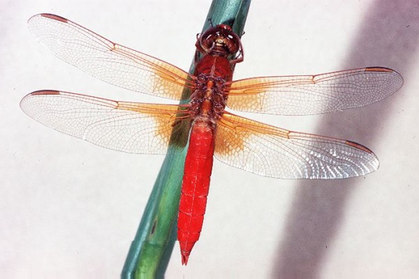 Odonata_Libellulidae_Red-tailed pennant
