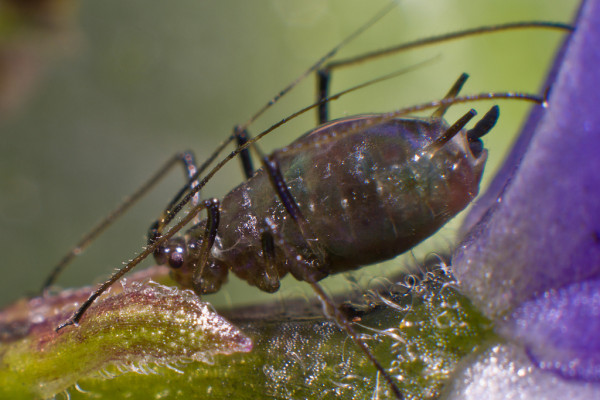 Homoptera_Aphidoidea_Aphid