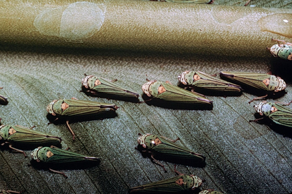 Hemiptera_Cicadellidae_Leafhoppers