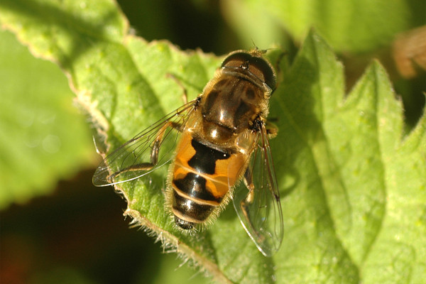Diptera_Syrphidae_Hoverfly