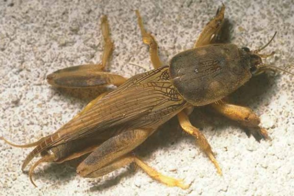 Orthoptera_Gryllotalpidae_Mole cricket