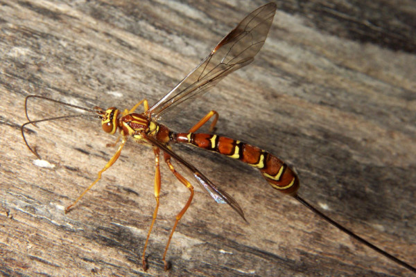 Hymenoptera_Ichneumonidae_Ichneumon Wasp female