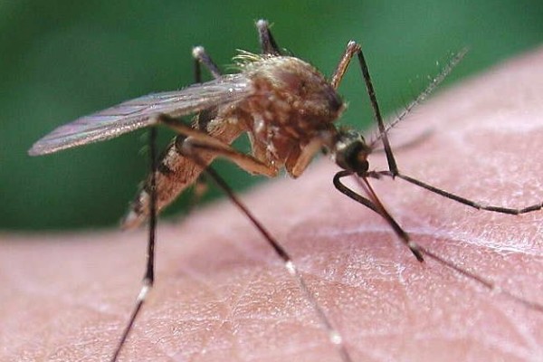 Diptera_Culicidae_Mosquito