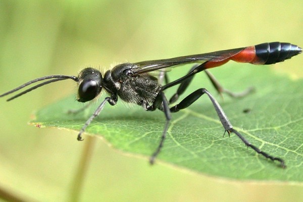 Hymenoptera_Sphecidae_Sand Digger Wasp
