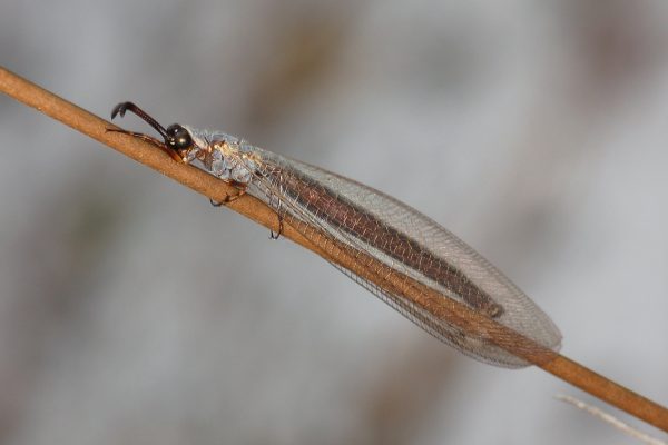 Neuroptera_Myrmeleontidae_Antlion