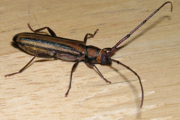 Coleoptera_Cerambycidae_Longhorn beetle