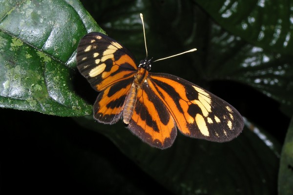Lepidoptera_Nymphalidae_Helioconid butterfly