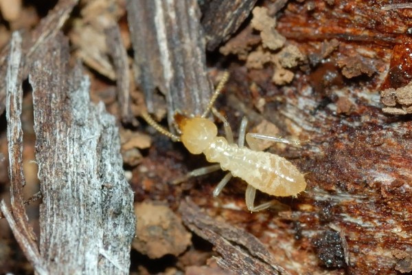 Isoptera__Termite worker