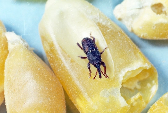 Coleoptera_Curculionidae_Rice weevil