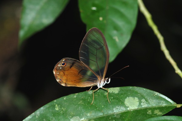 Lepidoptera_Nymphalidae_Brush footed butterfly