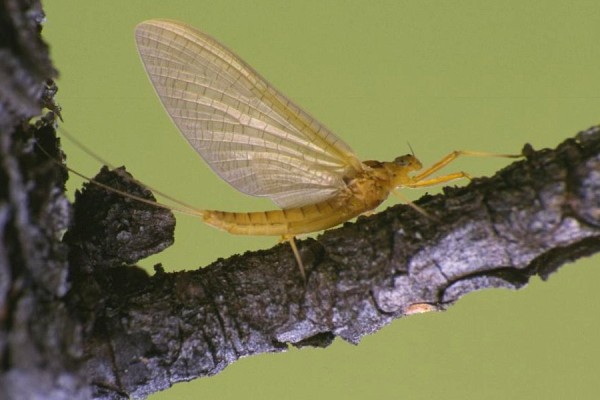 Ephemeroptera_Heptageniidae_Yellow may (Stream Mayfly)