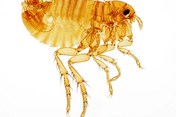 Siphonaptera_Pulicidae_Human flea