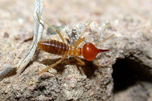 Isoptera_Termitidae_Nasute termite