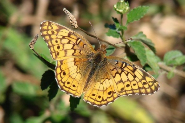 Lepidoptera_Nymphalidae_Variegated fritillary butterfly