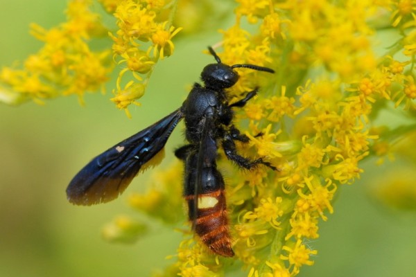 Hymenoptera_Scoliidae_Scoliid wasp