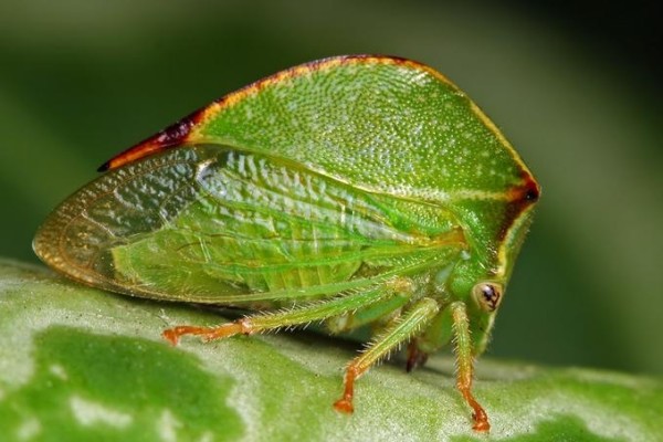 Hemiptera_Membracidae_Treehopper