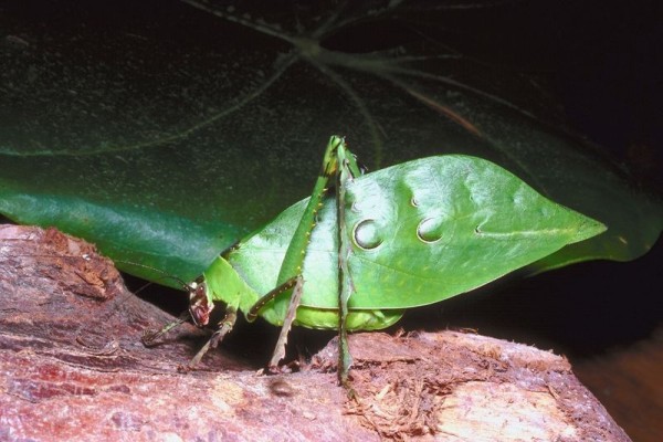 Orthoptera_Tettigoniidae_Katydid