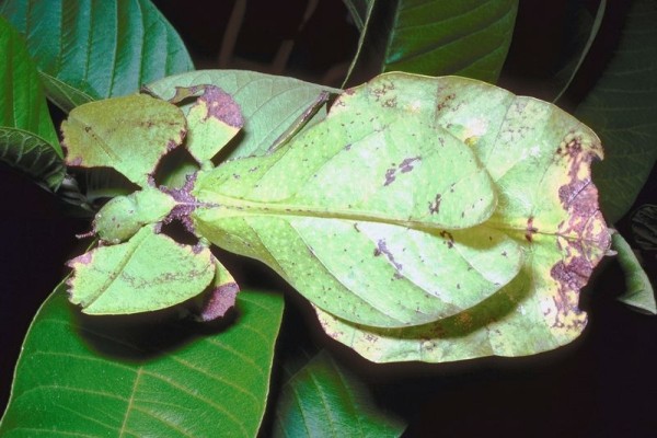 Phasmatodea_Phylliidae_Leaf insect